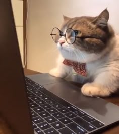 Funny Cat